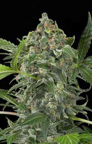 White Cheese Autoflowering > Dinafem Seeds | Graines Autofloraison  |  Indica